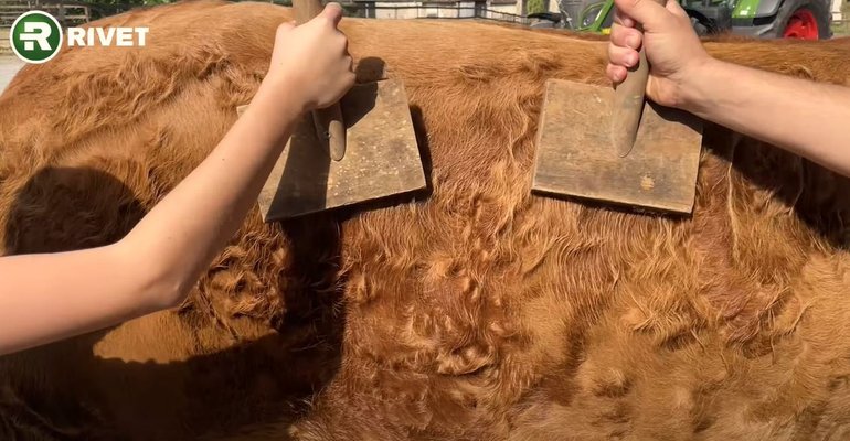 RIVET - Témoignages clients - concours élevage 2024